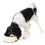 FuzzYard Fab Feeder Bowl - Image 3