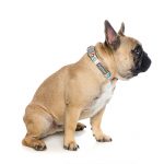 FuzzYard Go Nuts Collar - Image 2