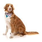 FuzzYard LL Cool Jaw$ Pet Bandana - Image 3