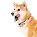 FuzzYard SuShiba Collar - Image 2