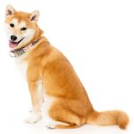 FuzzYard SuShiba Collar - Image 3