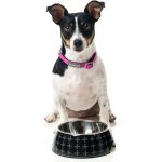 FuzzYard Yeezy Easy Feeder Bowl - Image 2