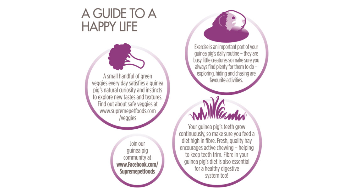 Science Selective Guinea Pig (4) - Supreme - Reinbiotech Science Selective Guinea Pig (4) - Supreme - Reinbiotech
