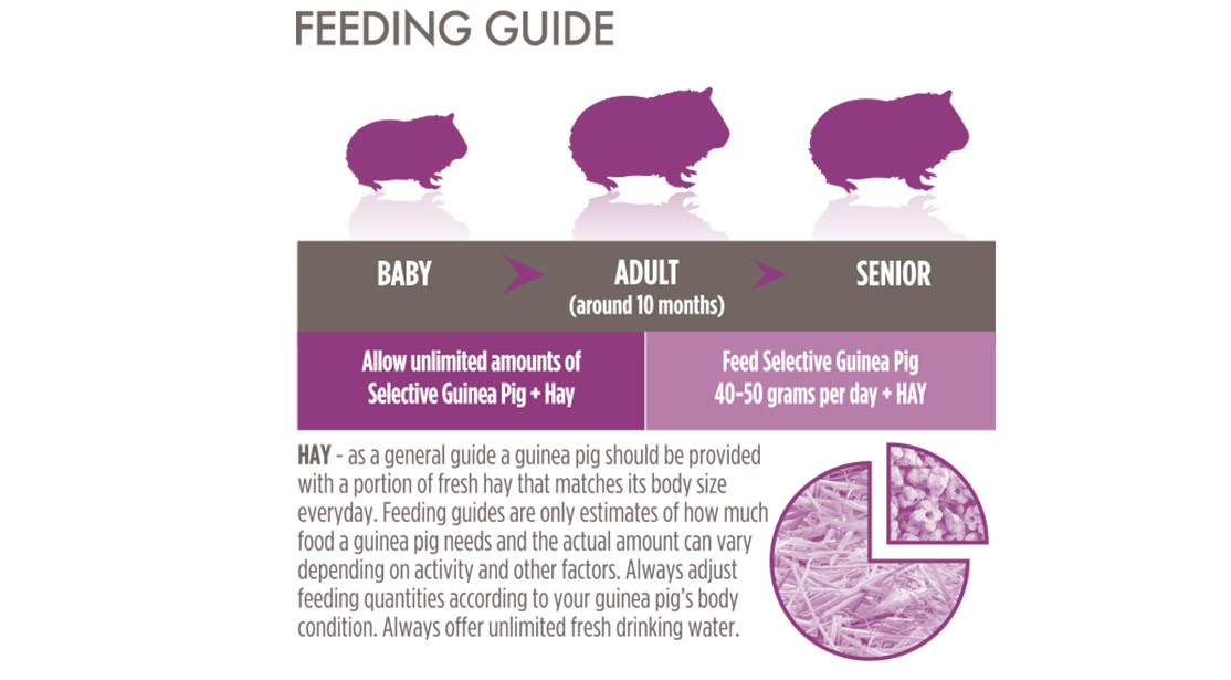 Science Selective Guinea Pig (5) - Supreme - Reinbiotech Science Selective Guinea Pig (5) - Supreme - Reinbiotech
