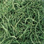 GEX Tasty Timothy (1.1kg) - Image 2