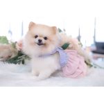 Blissful Studio Pet & Family Photography | Clubpets