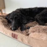 Komu Elysian Orthopaedic & Anti-Anxiety Pet Bed - Image 11