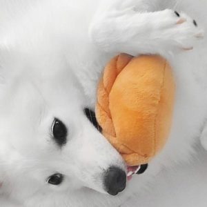 Waggle Curry Puff Squeakie Chew Toy