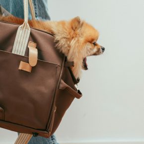 What’s New for your Furkids in 2026? Pet Trends to Watch